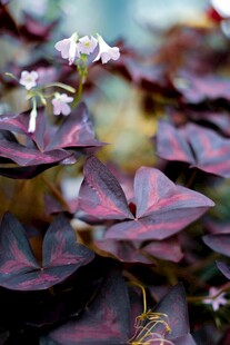 紫叶植物绽放白色小花