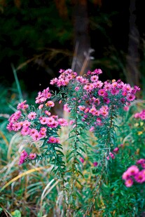 野外绽放的艳丽粉色小花