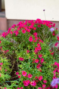 鲜艳玫红花朵绽放绿植间