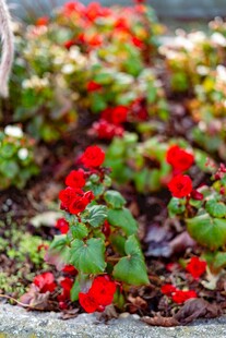 鲜艳红色花卉绽放