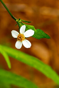 白色小花绽放绿叶间