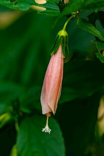 粉色悬垂花朵特写