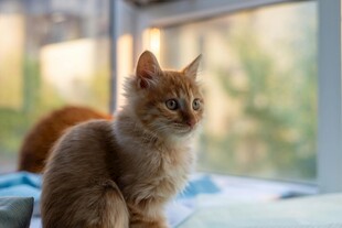 窗边可爱长毛小猫