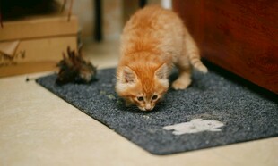 猫咪嗅地上物体