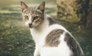 草地旁的可爱斑纹猫咪