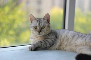 窗边躺卧的可爱斑纹小猫