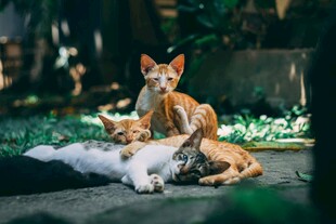 三只猫咪惬意休憩