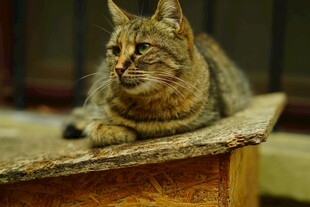 慵懒猫咪趴于木台