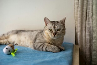 慵懒猫咪躺于蓝色垫子上