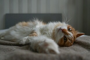 慵懒猫咪惬意躺卧