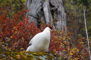 林间白鸟赏秋日斑斓