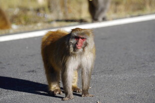 路上行走的猴子