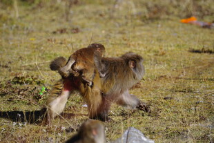 草地上互动的猴子