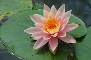 粉色睡莲绽放于绿叶间