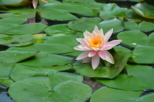 水中绽放的美丽粉色睡莲