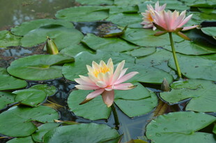 水中绽放的美丽粉色睡莲