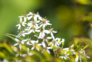 白色小花绽放于绿叶间