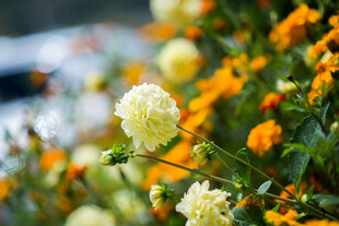 多彩美丽菊花绽放