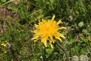 绽放的黄色蒲公英