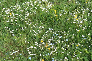 野地中的缤纷小雏菊