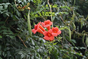 鲜艳凌霄花绽放于绿叶间