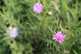 草丛中的美丽粉色小花