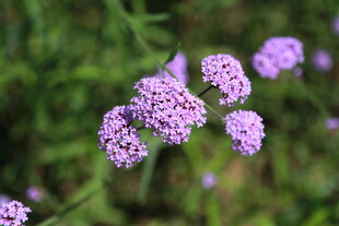 紫色小花绽放于绿意间