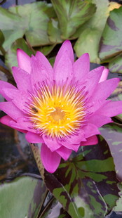 娇艳粉色睡莲绽放