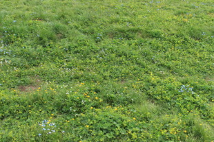 翠绿草地 生机盎然