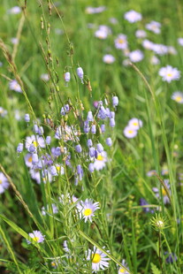 草地上的缤纷小野花