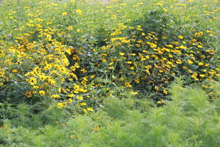 金黄花丛点缀翠绿草地