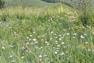 春日草地野花烂漫景象