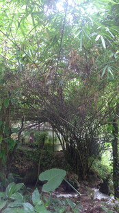 茂密竹林中的自然景致