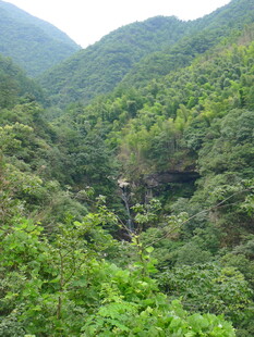 山间葱郁绿意景观
