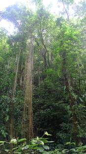 茂密丛林中的高大树木