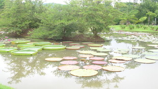 池塘睡莲景观