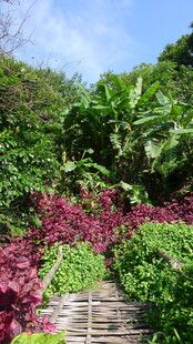 缤纷植物间的木质小径