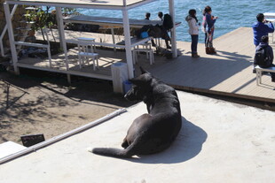 岸边休憩的海狮