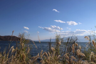 湖畔蓝天芦苇美景