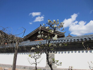 中式古建筑旁绽放的白花