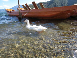 浅滩白鹅与岸边木船