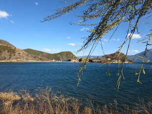 湖畔春景 柳枝摇曳映蓝天