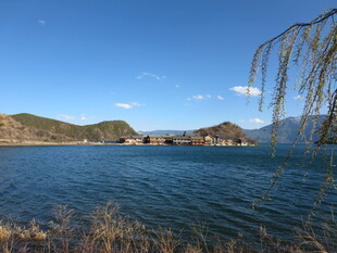 宁静湖畔 垂柳摇曳山水间