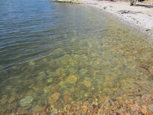 清澈见底的海边水域