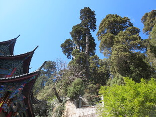 古建与绿树相映成趣