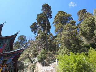 山林中的中式古建筑景观