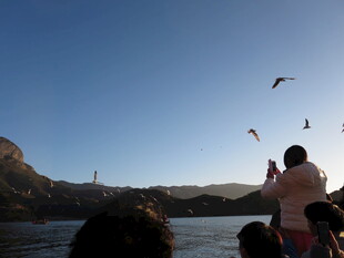 海上游船喂海鸥场景