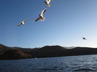 海面上飞翔的几只海鸥