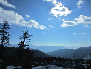高山蓝天雪景中的挺拔树木