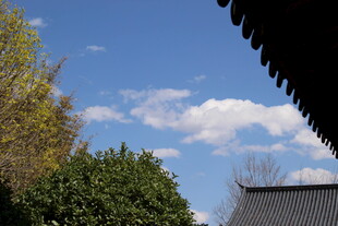 屋顶视角下的蓝天绿树